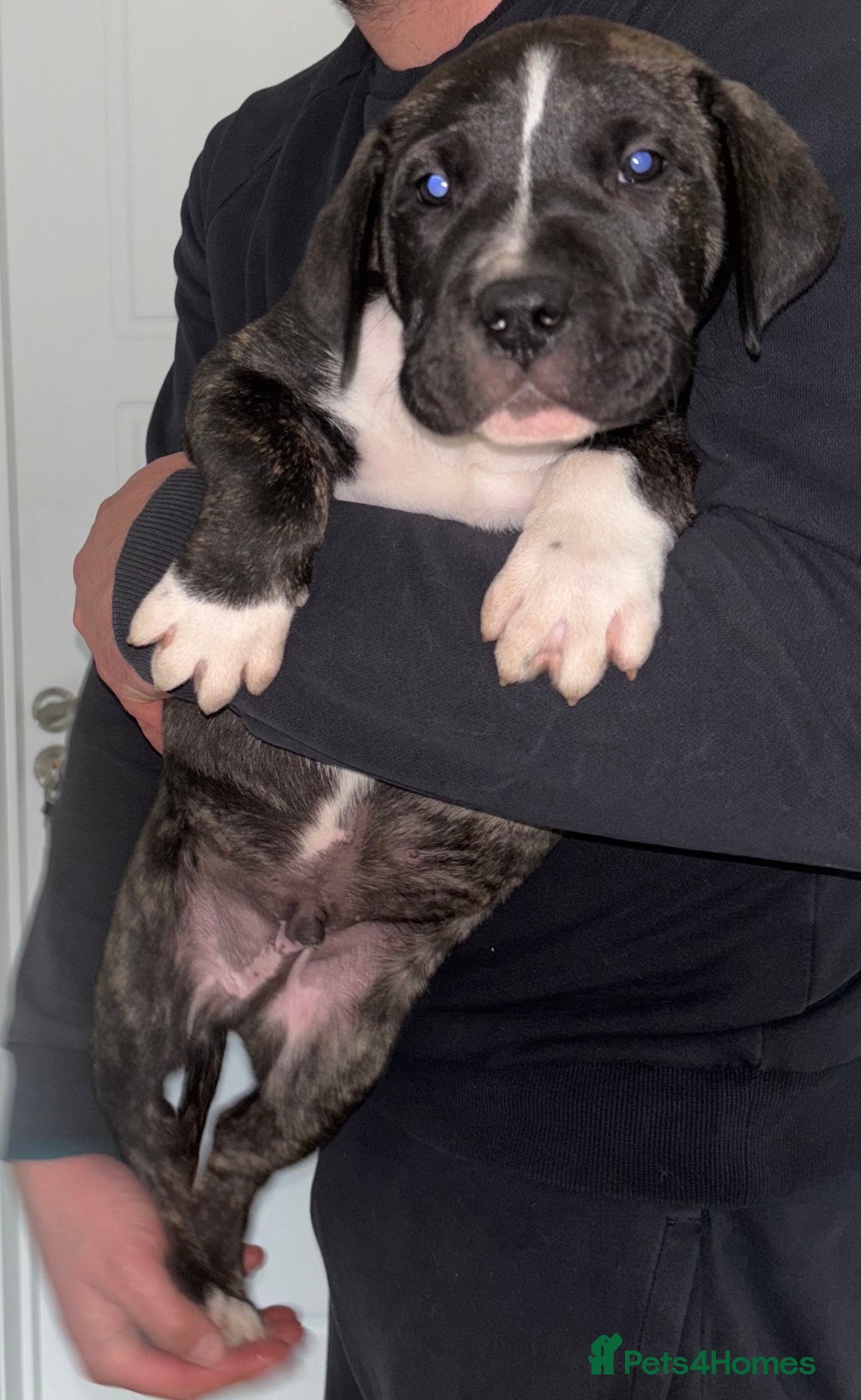Mastiff dogs for sale: Mastiff hybrid  - Image 5