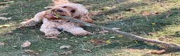 Cockapoo dogs for stud: Beautiful F1 Cockapoo Available for Stud 🐾 in Mitcham - Advert 3