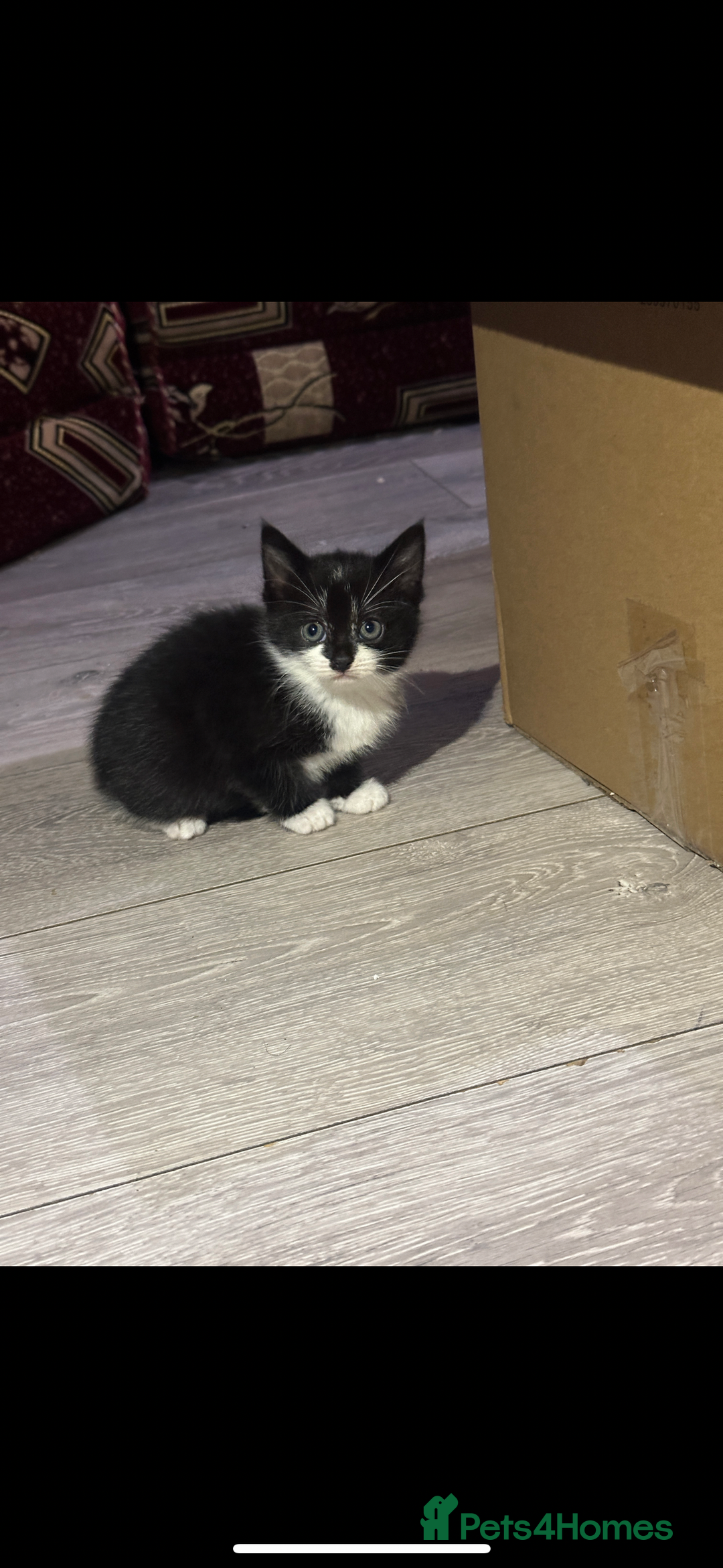 Mixed Breed cats for sale: Cute kittens ready to leave now!! - Advert 3