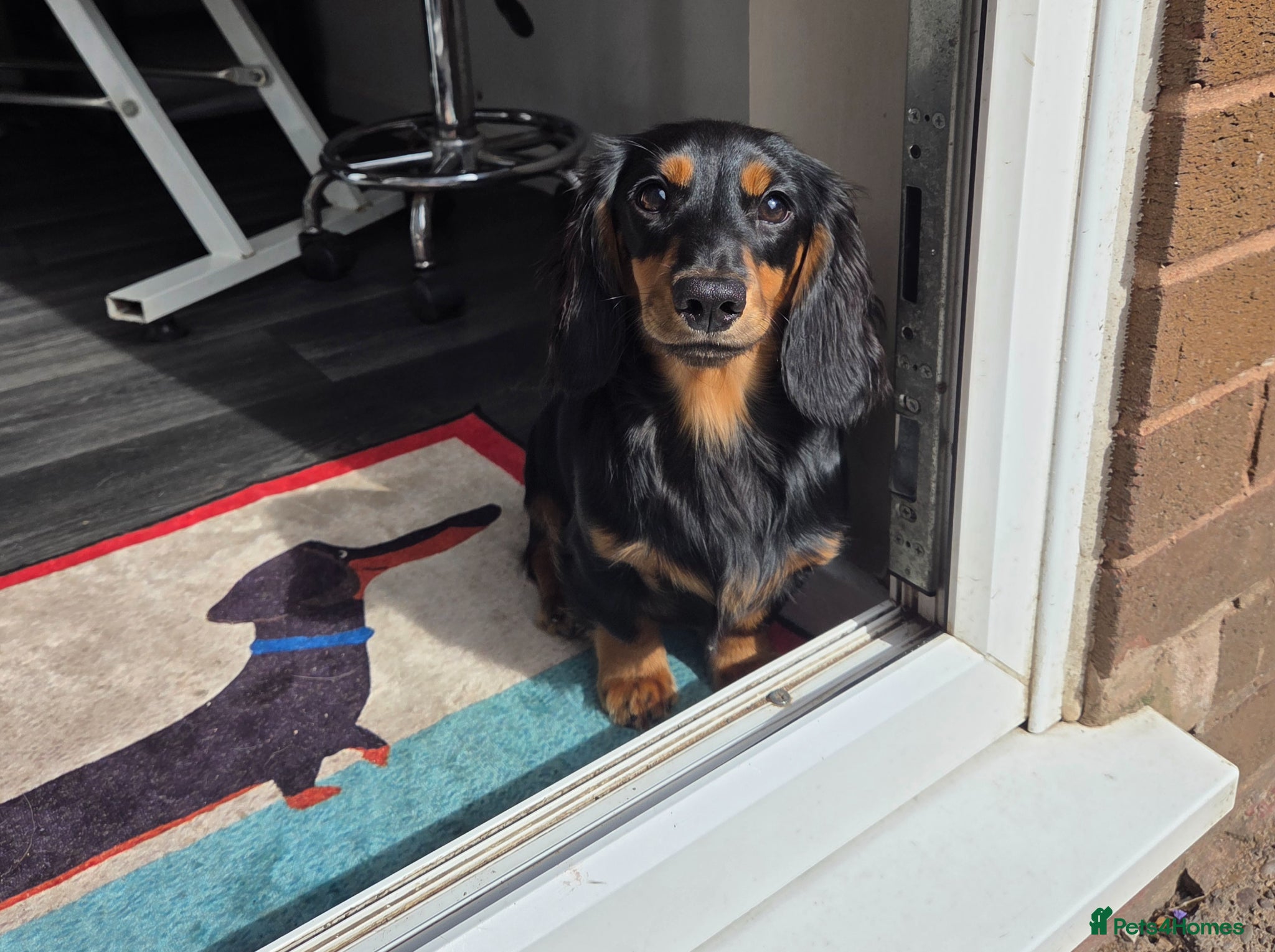 Miniature Dachshund dogs Kc Miniature  Dachshund  - Advert 6