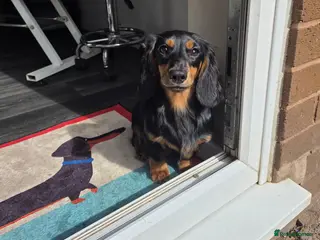 Miniature Dachshund dogs Kc Miniature Dachshund - Advert 6