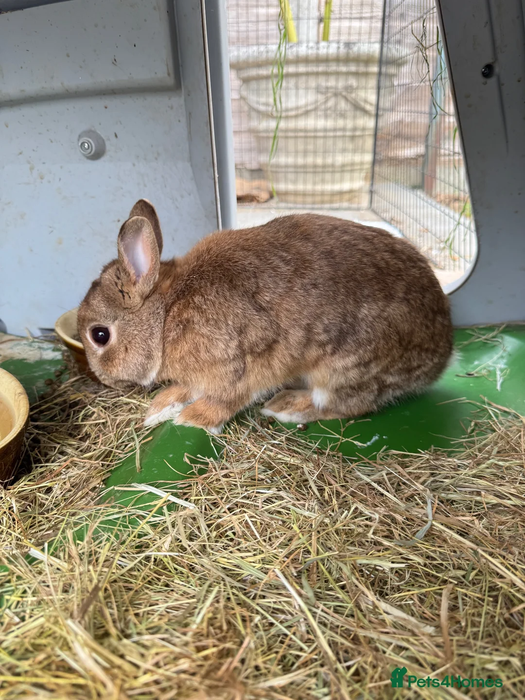 Netherland Dwarf rabbits for sale: Rabbits  - Advert 3