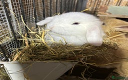Dwarf Lop rabbits for sale: Baby bunnies looking for forever homes - Image 12