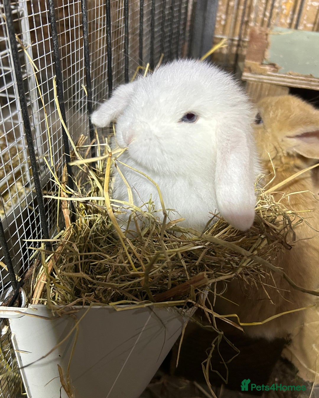 Dwarf Lop rabbits for sale: Baby bunnies looking for forever homes - Image 12