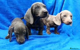 Miniature Dachshund dogs for sale: READY NOW STANDARD KC REG DACHSUNDS PRA CLR  - Image 3