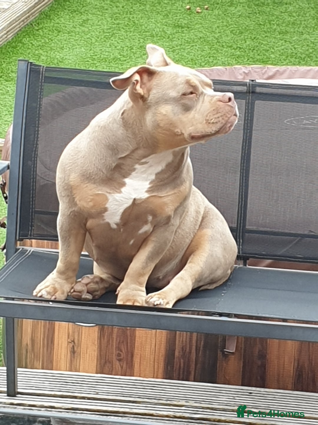 American Bully dogs for sale: ABKC POCKET BULLY LILAC TRI 2PAC DAUGHTER 🤠 LINES - Advert 6