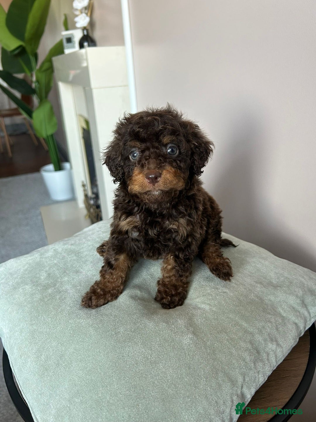 Cavapoo dogs for sale: 1 girl left 💕 f1b cavapoos ready now 🏡 - Image 23