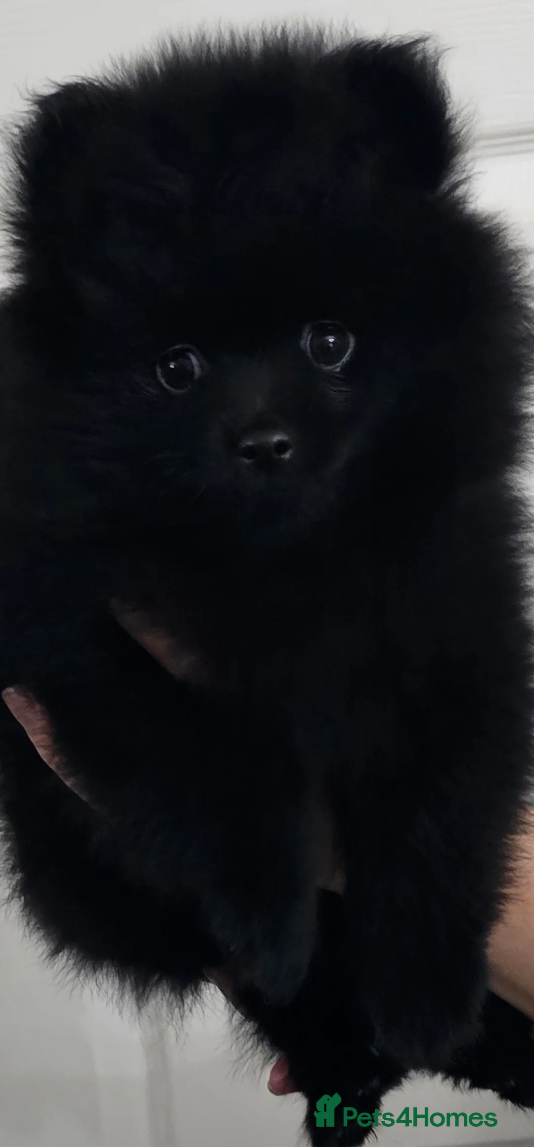 Pomeranian dogs for sale: 3 KC HANDSOME POMERANIAN BOYS - Advert 12