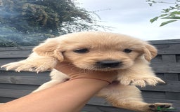 Golden Retriever dogs for sale: Golden puppies  - Image 15