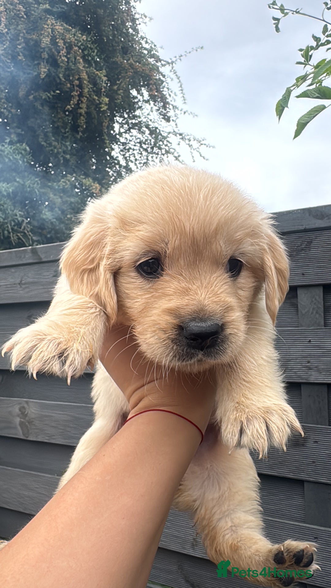 Golden Retriever dogs for sale: Golden puppies  - Image 15