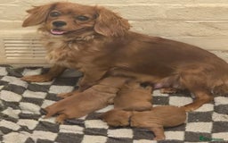Cavalier King Charles Spaniel dogs for sale: Cavalier king charles spaniel pups - Image 1