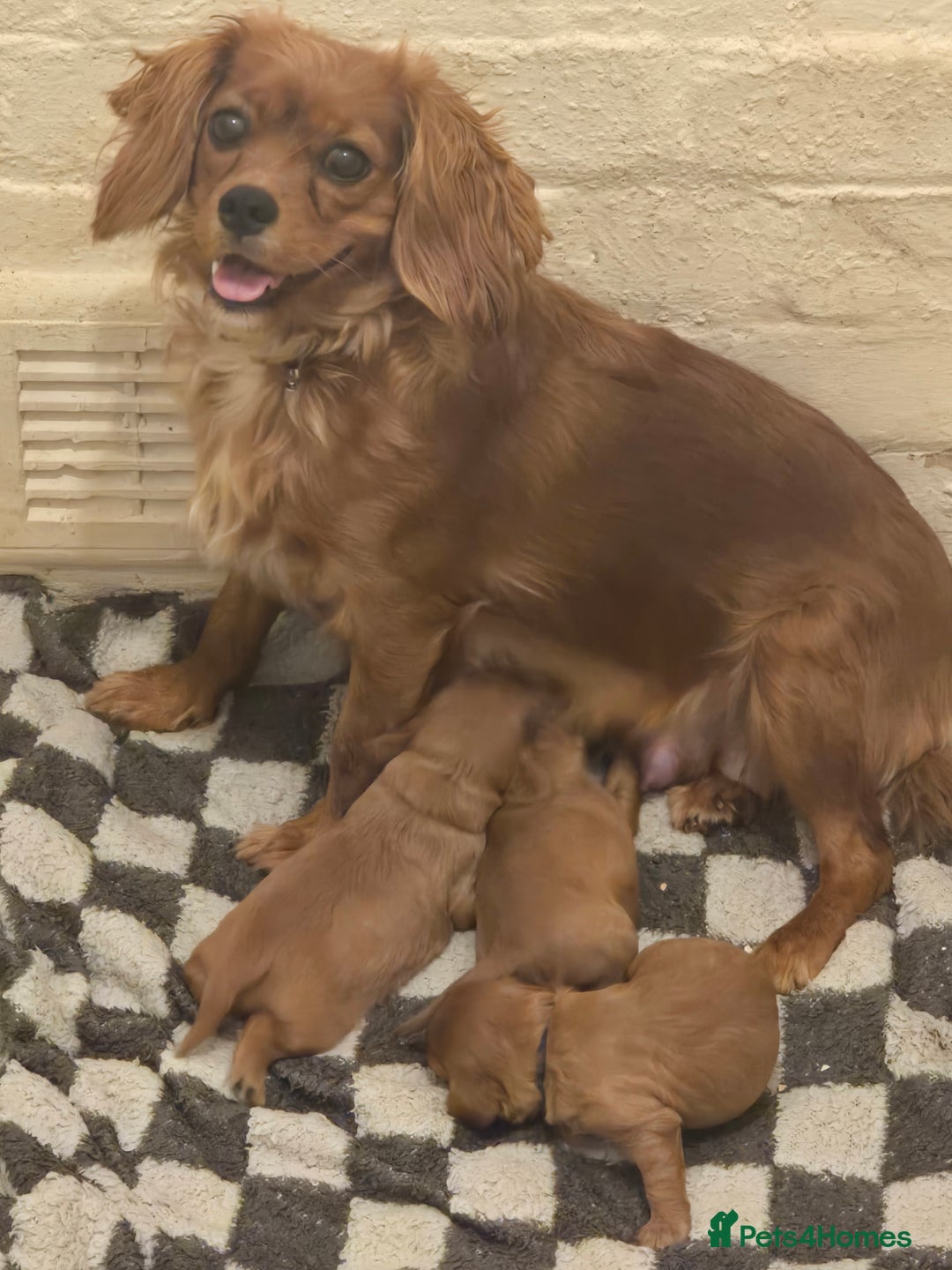 Cavalier King Charles Spaniel dogs for sale: Cavalier king charles spaniel pups - Image 1