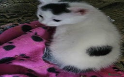 Mixed Breed cats for sale: 6 beautiful boys  - Image 5