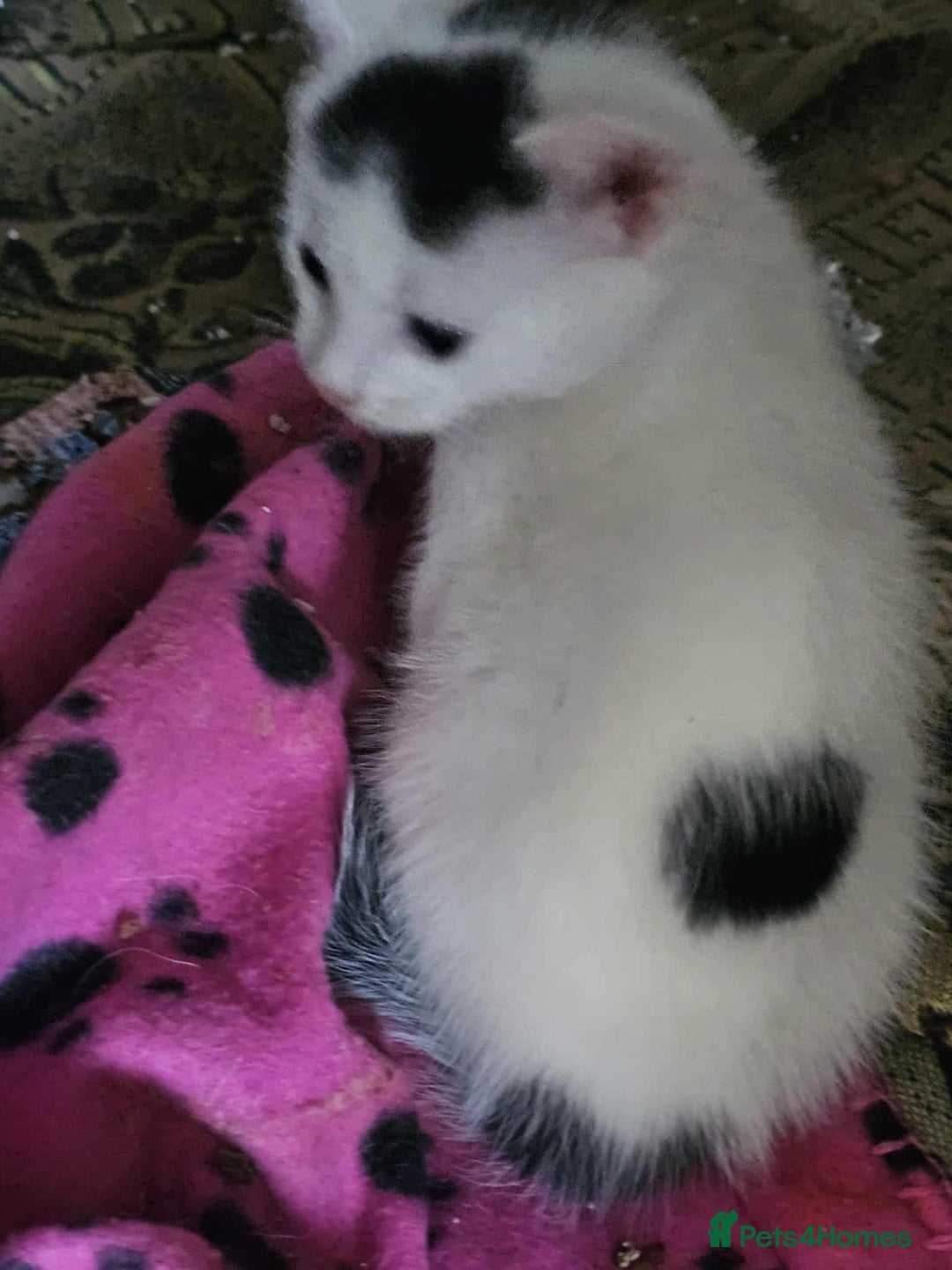 Mixed Breed cats for sale: 6 beautiful boys  - Image 5