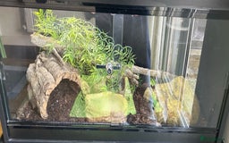 Python Snake reptiles for sale: Ball Python and setup - Image 4