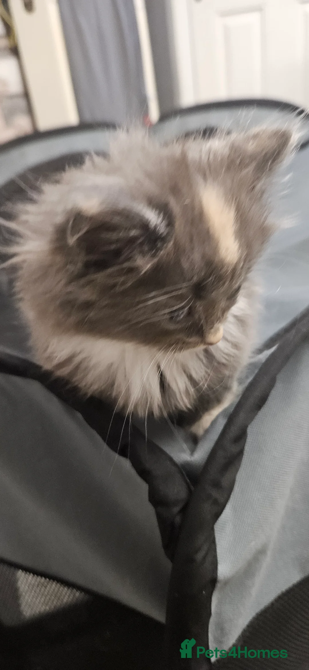 Mixed Breed cats for sale: Munchkin Kittens ready for their forever home - Advert 27