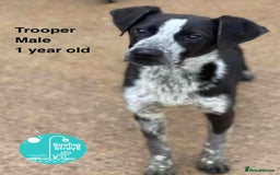 Mixed Breed dogs for adoption: TROOPER in Ashbourne - Image 4
