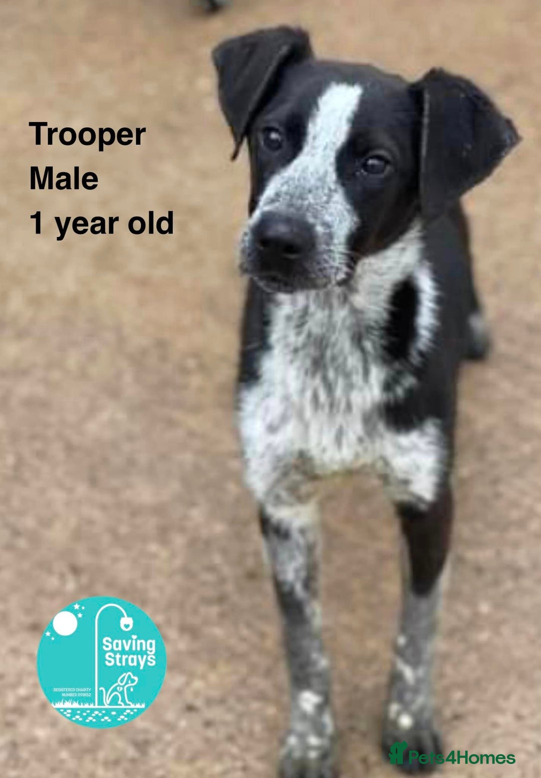 Mixed Breed dogs for adoption: TROOPER in Ashbourne - Image 4