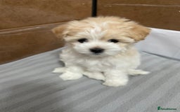 Maltipoo dogs for sale: Tiny F1B Korean maltipoos  - Image 7