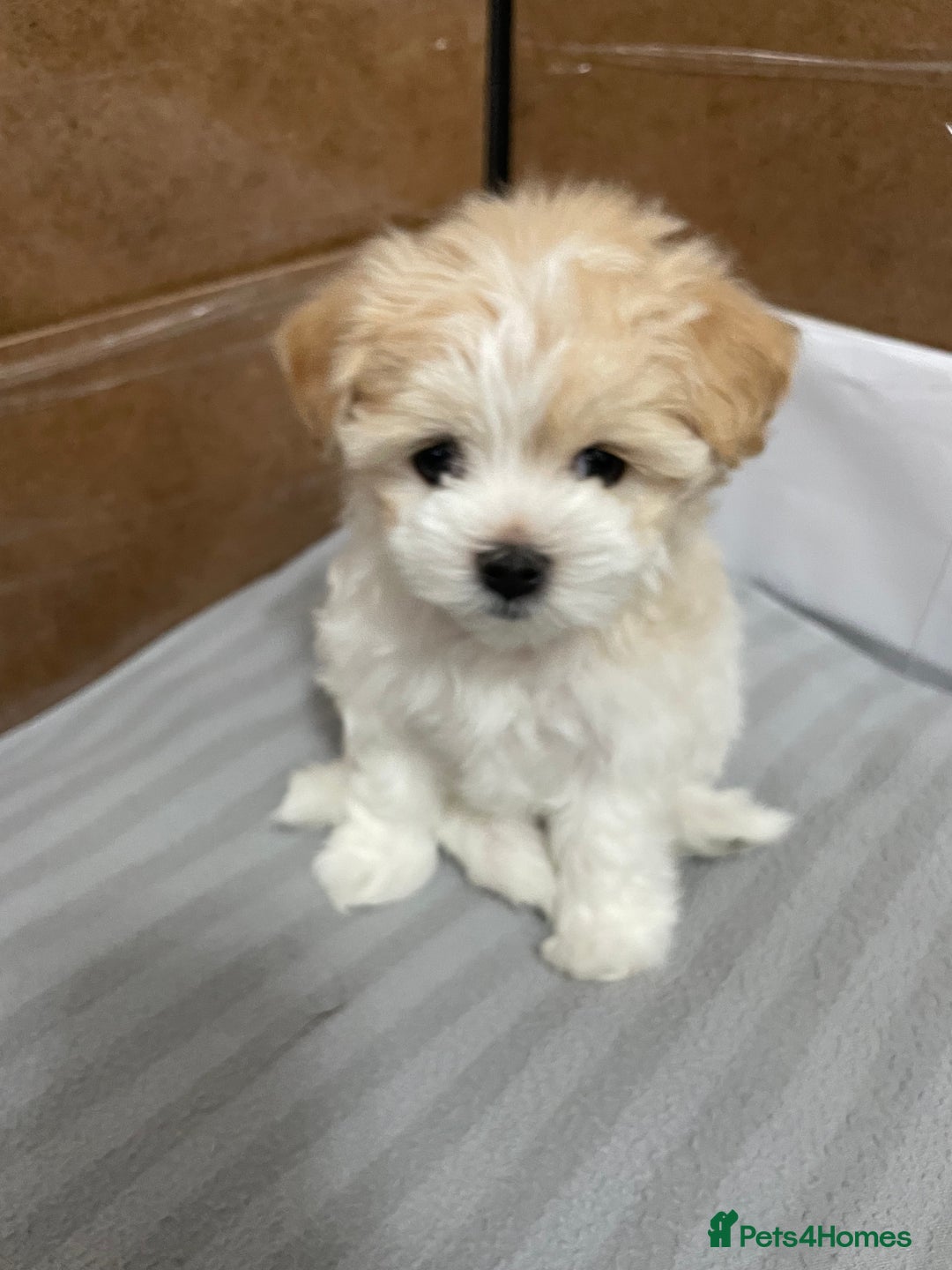 Maltipoo dogs for sale: Tiny F1B Korean maltipoos  - Image 7