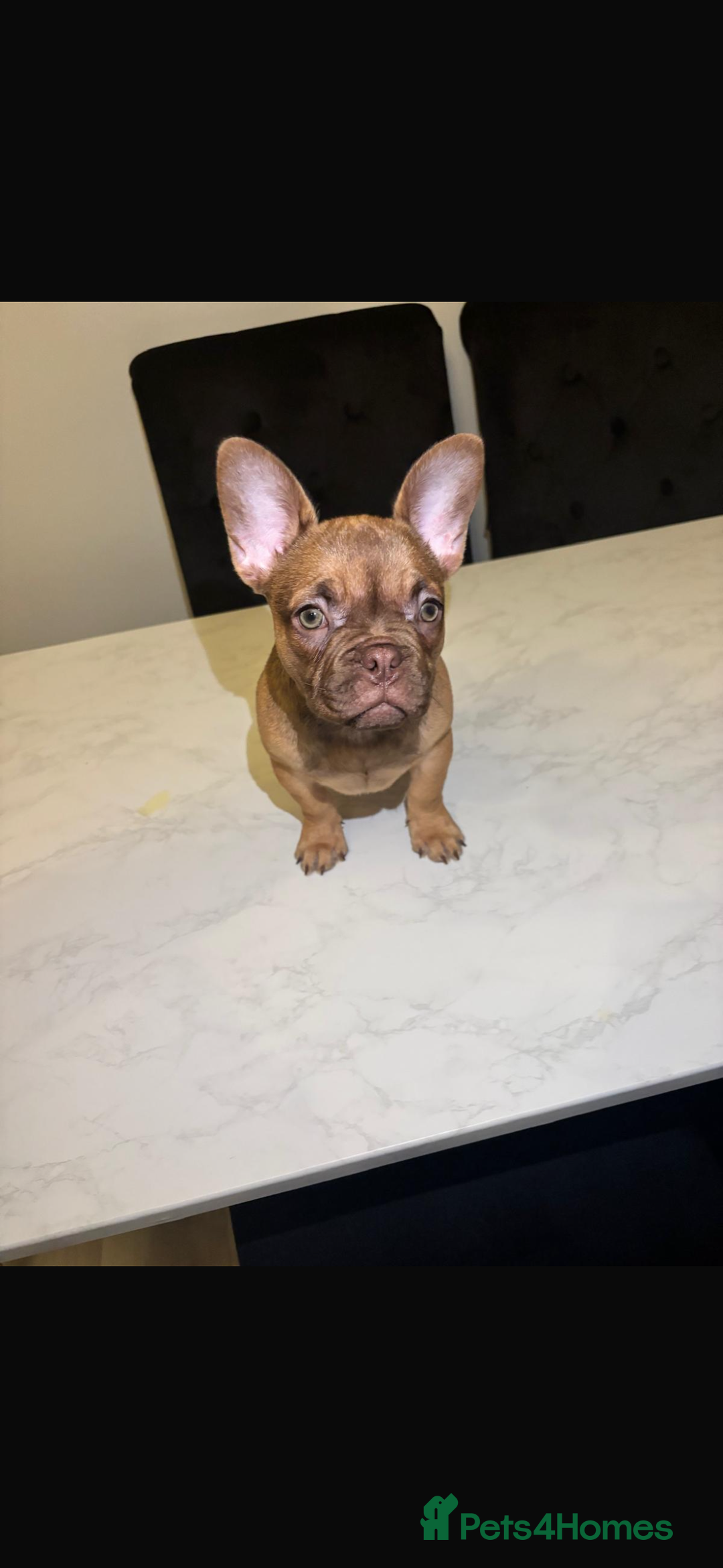 French Bulldog dogs for sale: French bulldog females last one available   - Advert 2