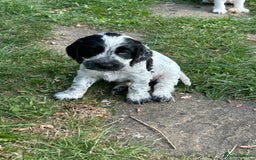 Cocker Spaniel dogs for sale: Show type- sired by Champion Lindridge Frontrunner - Image 30