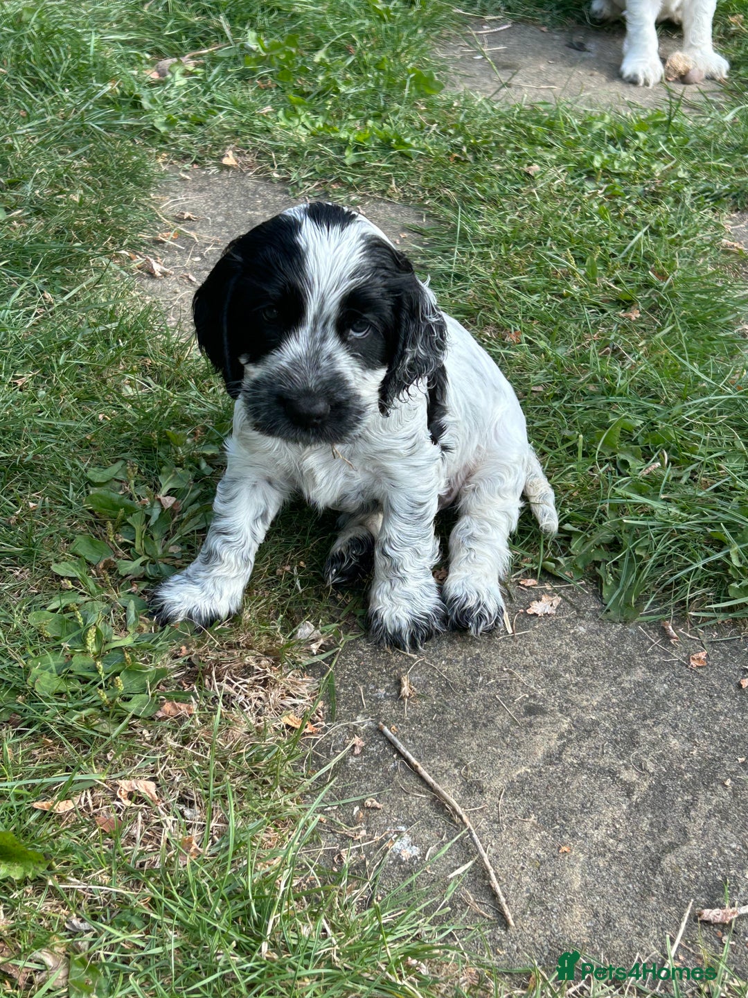 Cocker Spaniel dogs for sale: Show type- sired by Champion Lindridge Frontrunner - Image 30