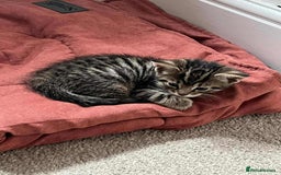 Maine Coon cats for sale: ✨2 Boys and 3 Girls Maine Coon kittens ✨🐾 - Image 34