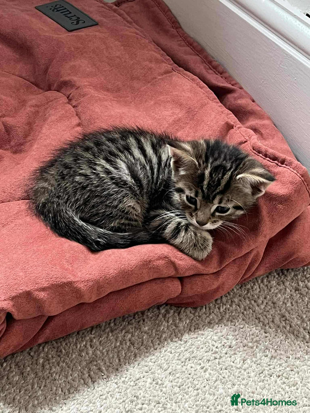 Maine Coon cats for sale: ✨2 Boys and 3 Girls Maine Coon kittens ✨🐾 - Image 34