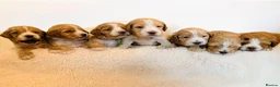 Cocker Spaniel dogs for stud: KC Golden Show Cocker Stud - Advert 7