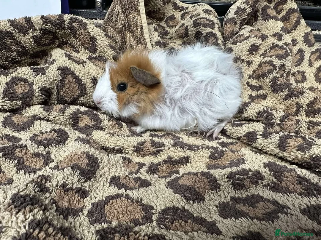 Guinea Pig rodents for sale: Guinea Pigs and other rodents available - Advert 3