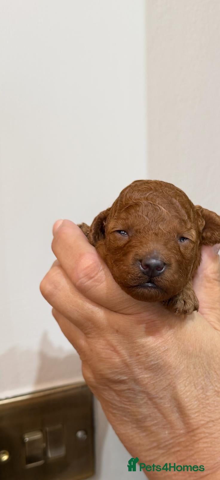 Toy Poodle dogs Outstanding KC registered dark red toy poodles  - Advert 2