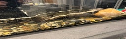 Terrapin reptiles for sale: Terrapins - Advert 4