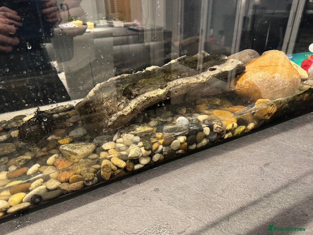 Terrapin reptiles for sale: Terrapins - Advert 4