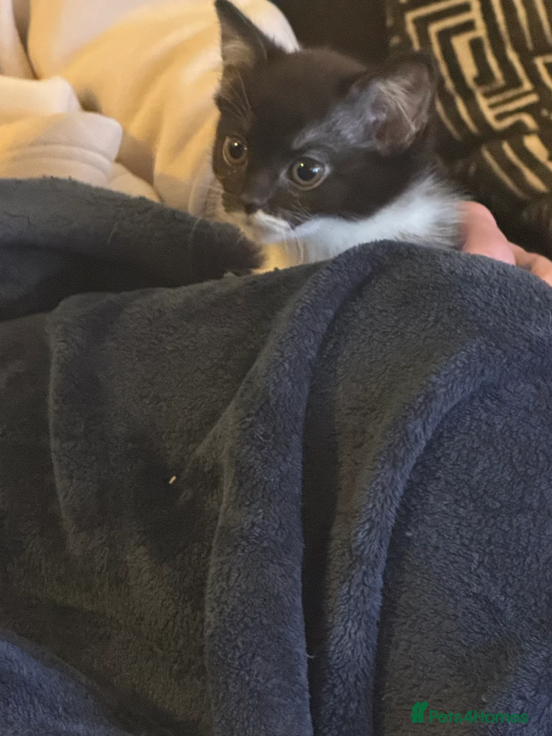 Mixed Breed cats for sale: Kittens for sale  - Advert 6