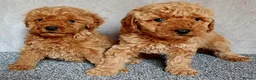 Miniature Poodle dogs for sale: Miniature poodle  - Advert 13