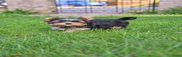 Yorkshire Terrier dogs for sale: Little girls looking for forever home  - Advert 4