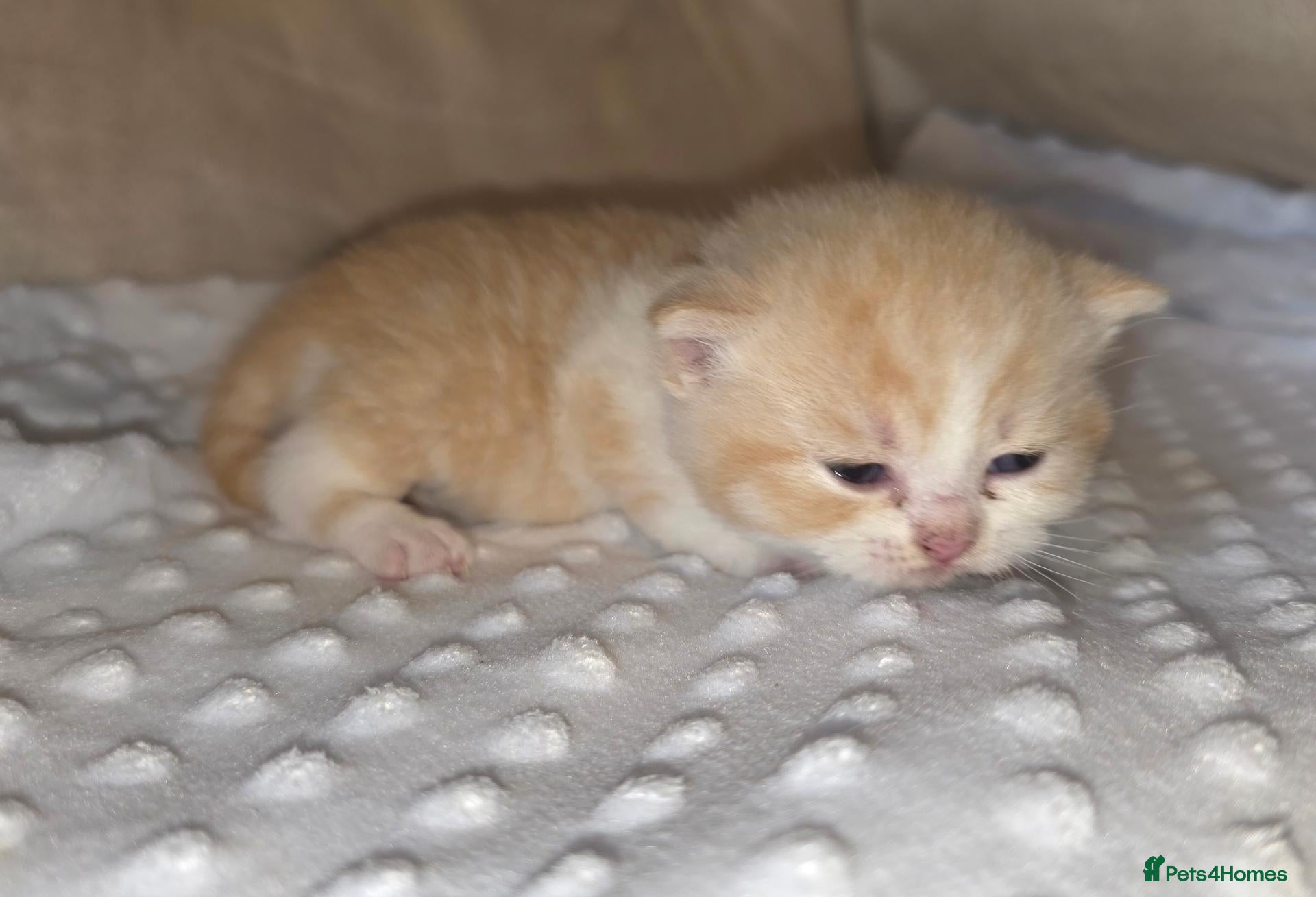 British Shorthair cats Beautiful pedigree british shorthair kittens - Advert 2