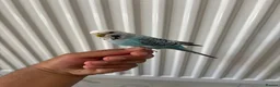 Budgerigars birds for sale: Pair of Budgies with Cage  in Birmingham - Advert 3