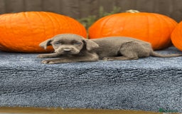 Labrador Retriever dogs for sale: stunning Lab Puppies Rare Colours & Family Raised - Image 8