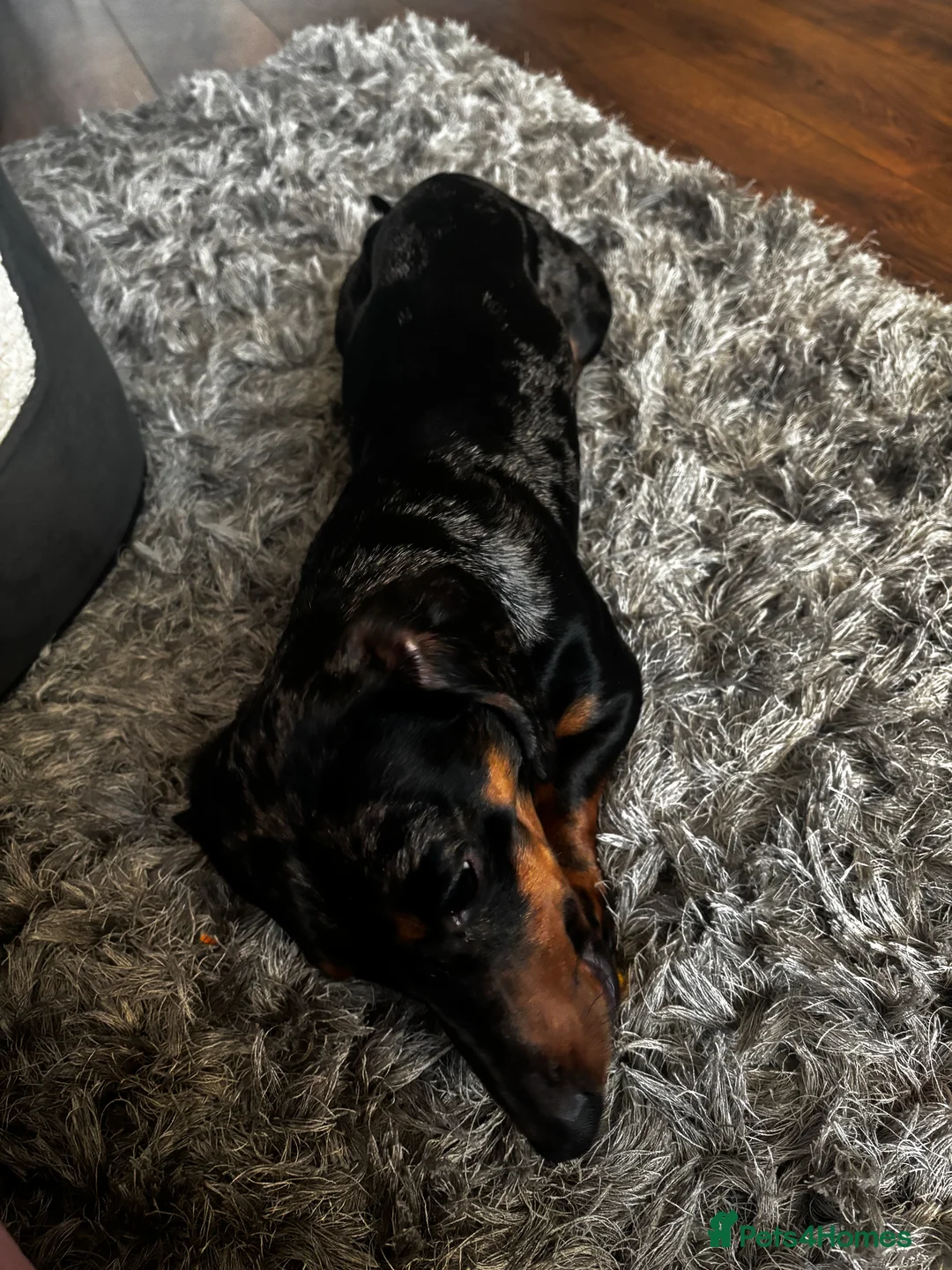 Dachshund dogs for sale: 1 year old male miniature dachshund  - Advert 3