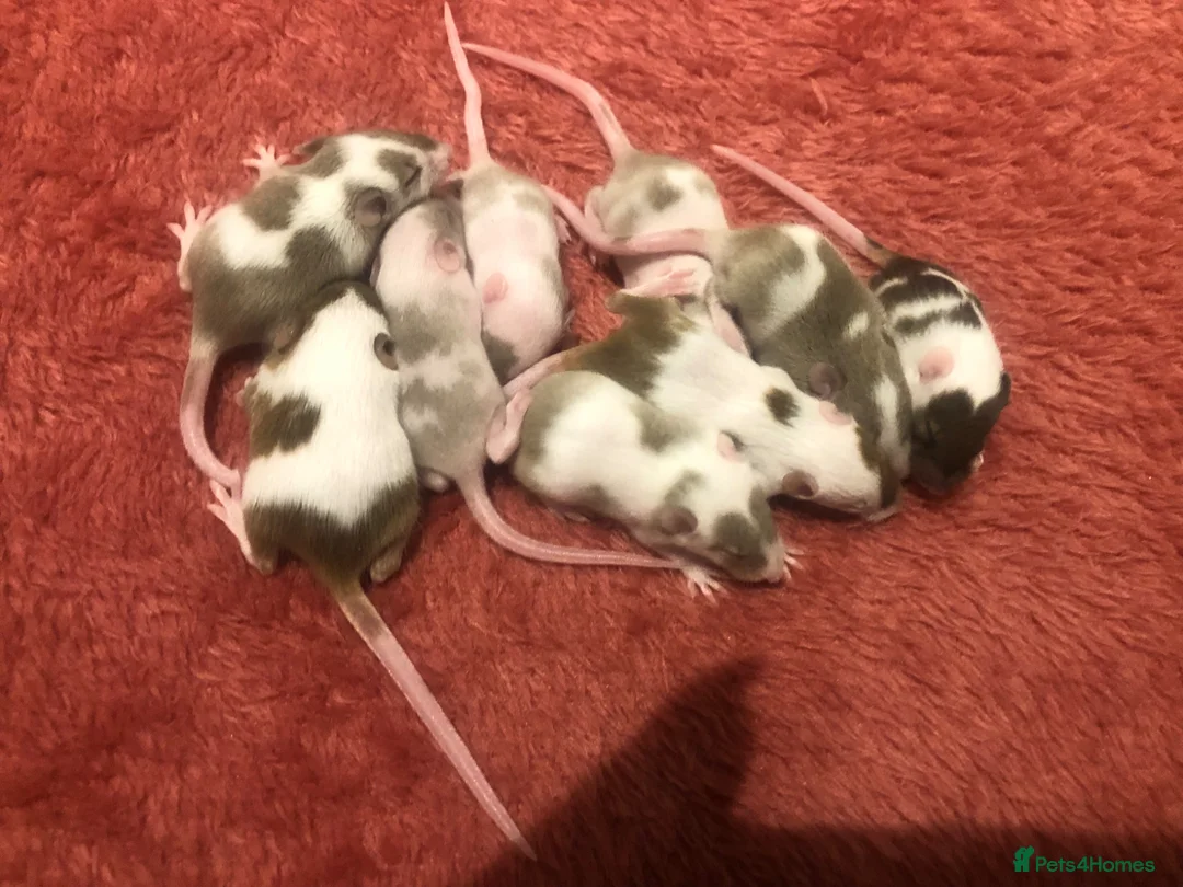 Mouse rodents for sale: Pet only fancy mice for sale - Advert 1