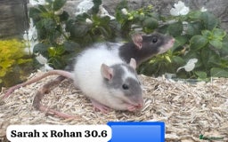 Rat rodents for sale: Baby and young rats ready now. Sheffield - Image 22