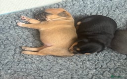 Mixed Breed dogs for sale: French bullhuahua - Image 15