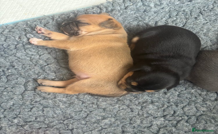 Mixed Breed dogs - Advert 9