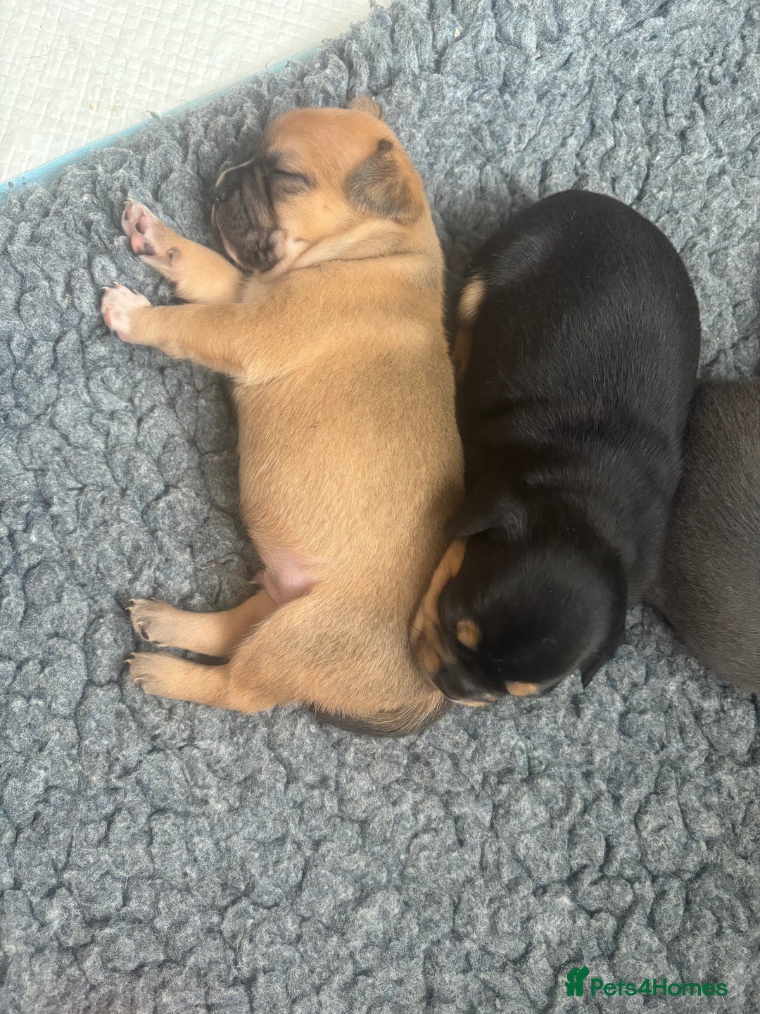 Mixed Breed dogs for sale: French bullhuahua - Image 15