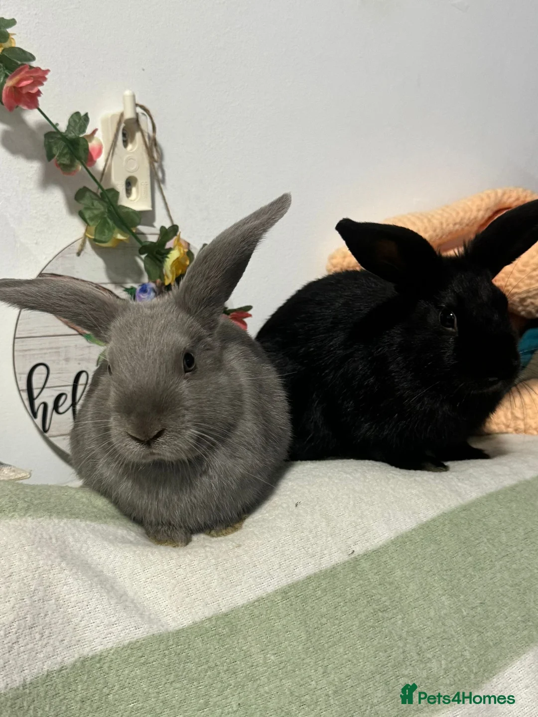 Mini Lop rabbits for sale: Vaccinated/raised indoors, mini lops and lion lop  - Advert 5