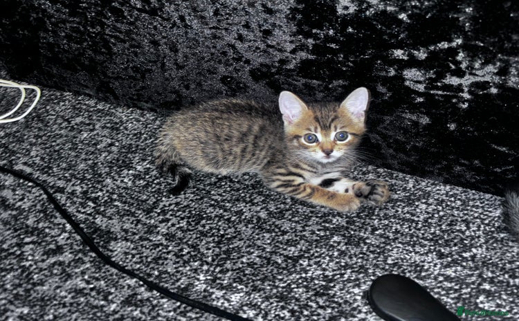 Mixed Breed cats - Advert 3