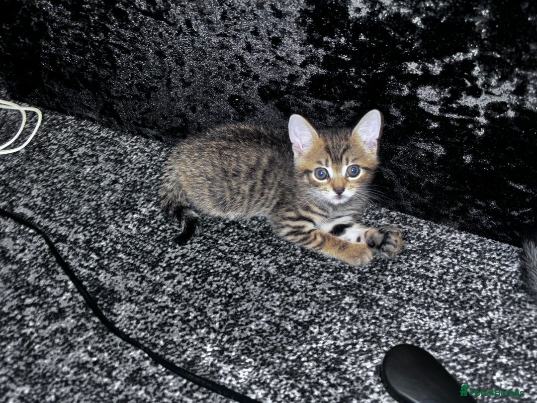 Mixed Breed cats for sale: Tabby girl kitten  - Image 1