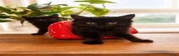 Persian cats for sale: Beautiful Curly & Long-Haired Persian - Advert 6